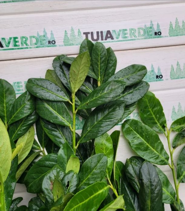 Laur Englezesc NOVITA -  80-100cm Ramificat