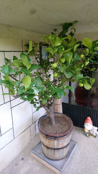 Домашен лимон около 170 см