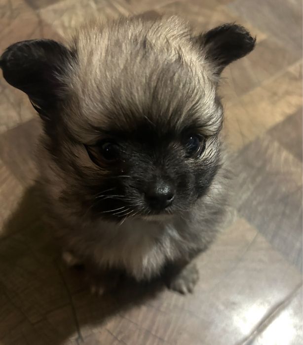 Три малки померанчета— истински топки любов