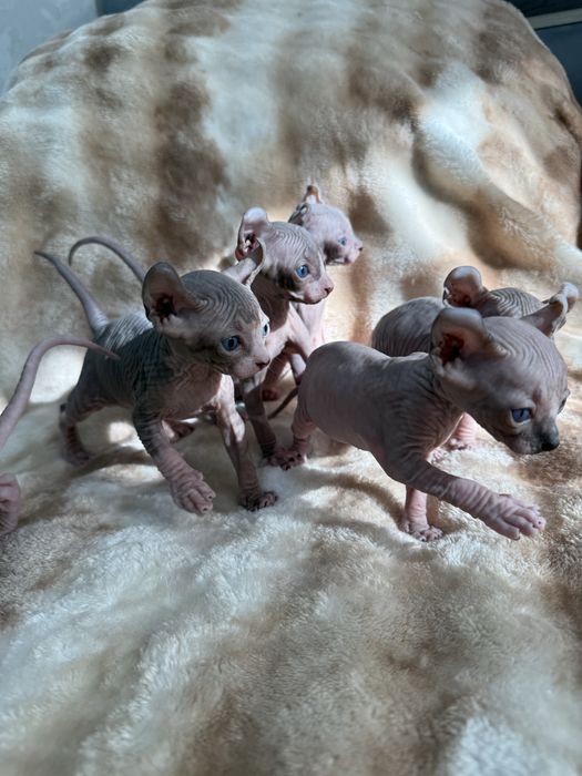 Котята эльфики готовы к бронированию