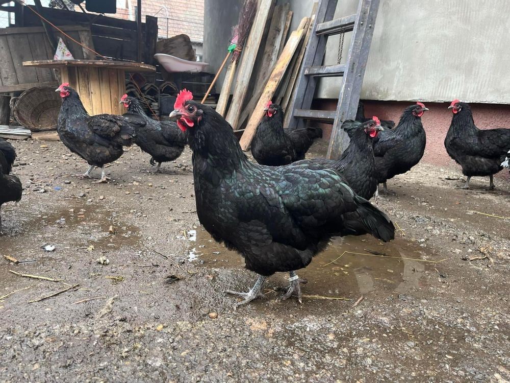 Pui australorp rasa pura