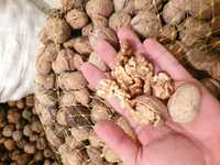 Орехи на черупка реколта 2023