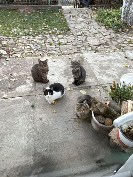 donez 5 puiuti de pisicuță