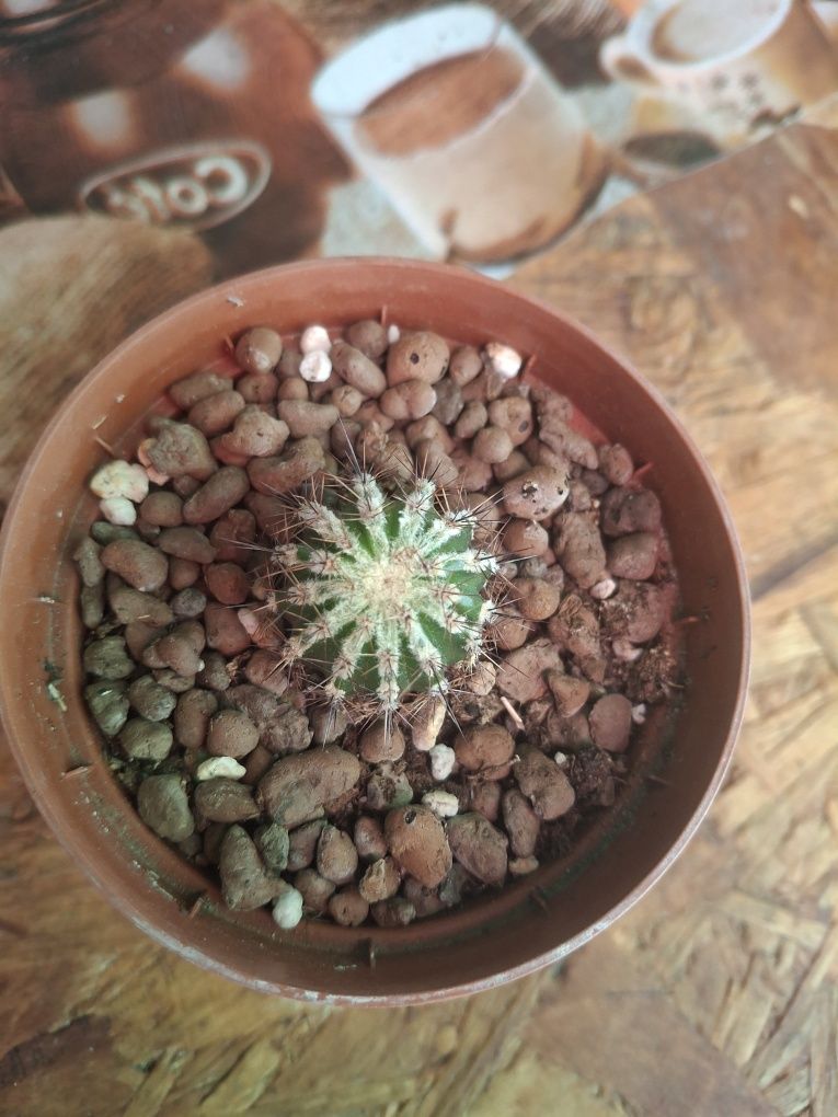 Vand pui de cactusi .10 lei bucata.