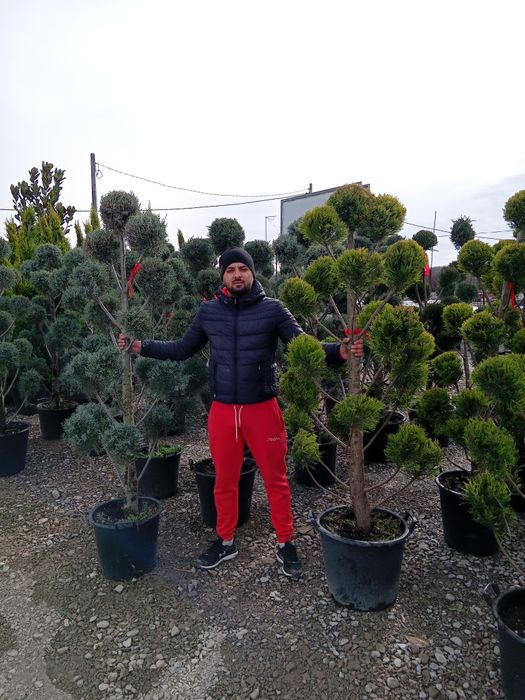 Leilandi pom pon spirale