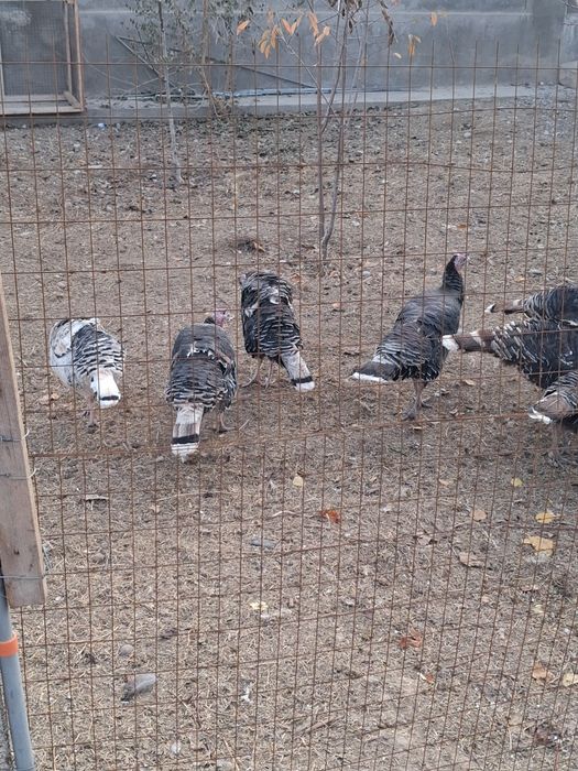 Продаю срочно индюков