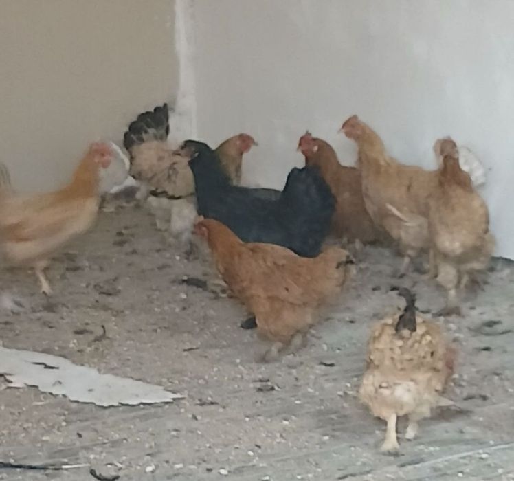 Срочно Сотилади аралаш курка товук хуроз