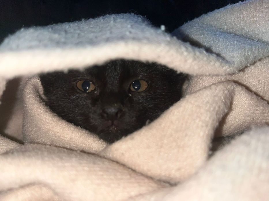 Ищем дом для котёнка