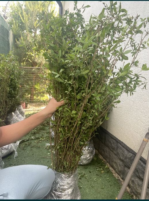 Gard Viu / Lemn Cainesc / Prindere garantata