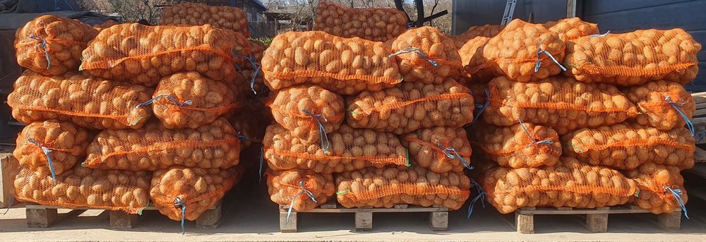 Cartofi consum Carrera, ambalat astazi 12 noiembrie