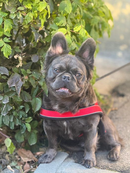 Bulldog francez fluffy  mascul