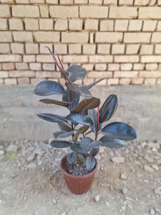 Dekerativ gul, qorashaxzoda