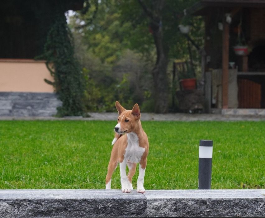 Vând mascul basenji