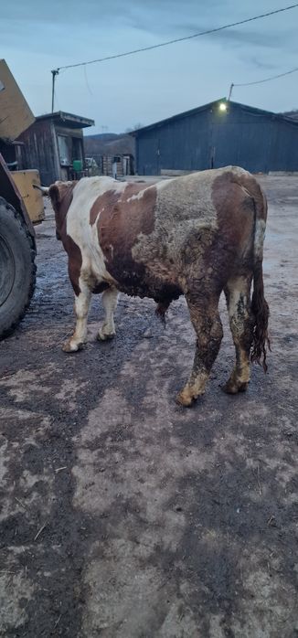 Vand doi tauri baltati