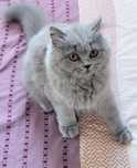 British longhair blue