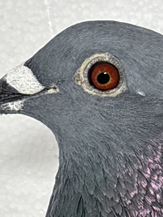 Femela maraton extrem