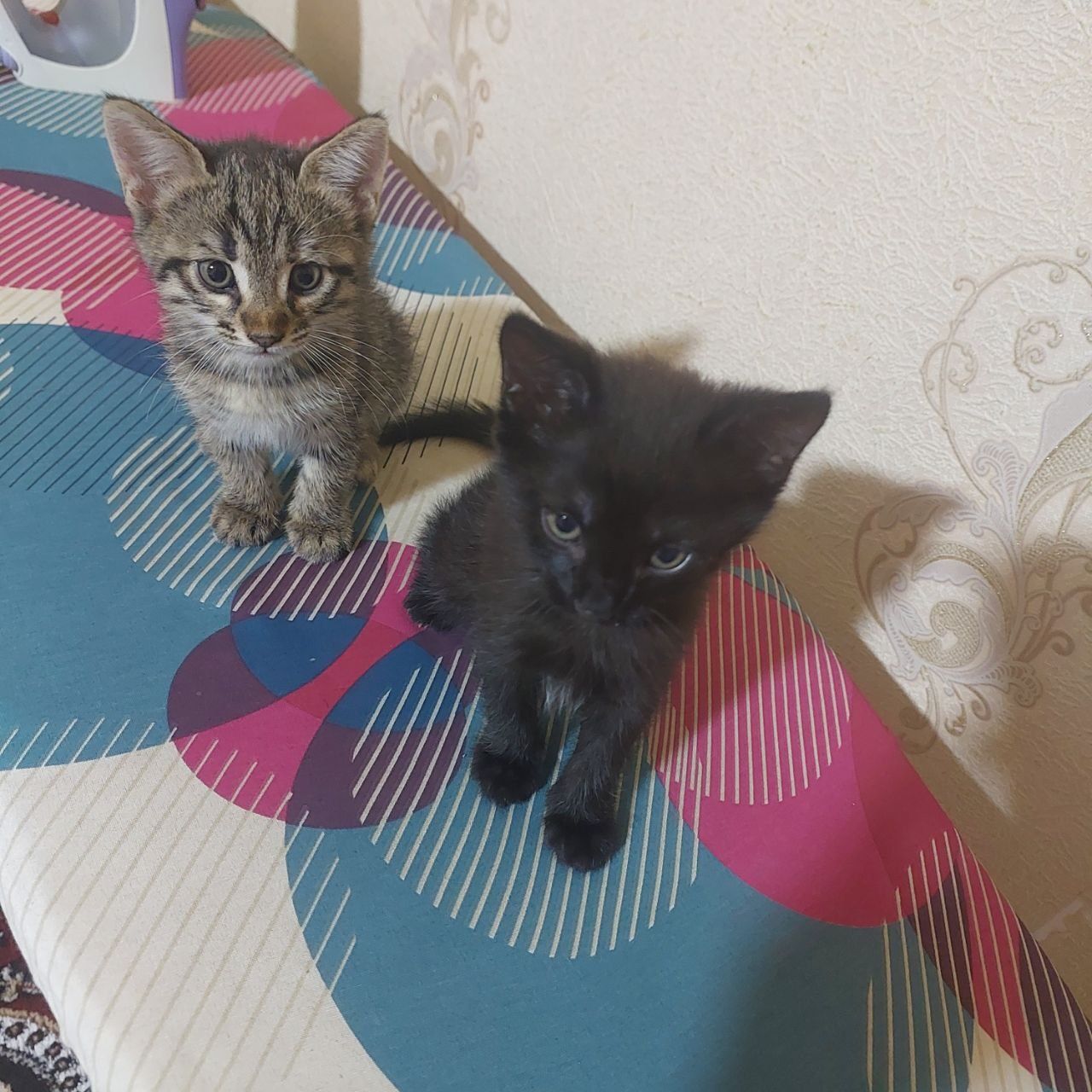 Отдаём котят в добрые руки