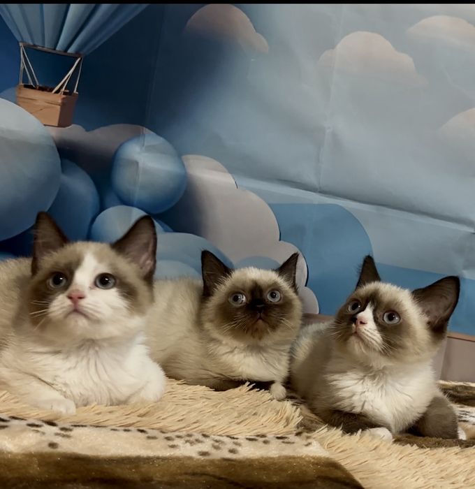 Рагдол    Регдол