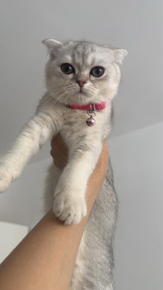 Кот на вязку вислоухий