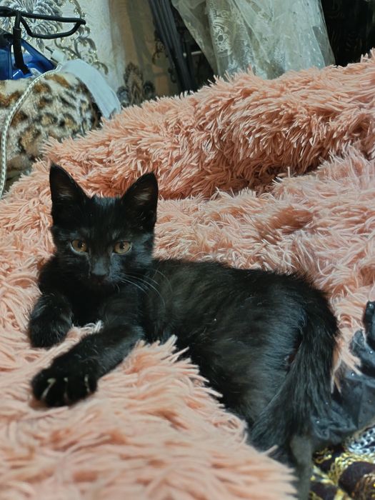 Продоются котята