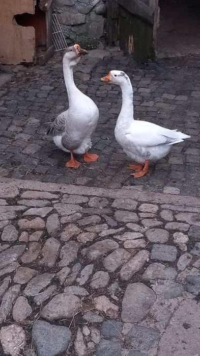 Vând o pereche de rațe,gâște și cocoși