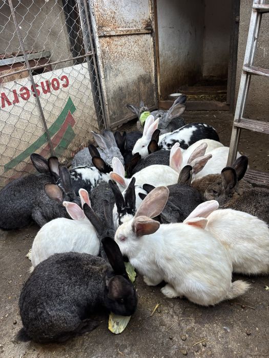 Vând iepuri, doar femele pentru reproducție sau de tăiat