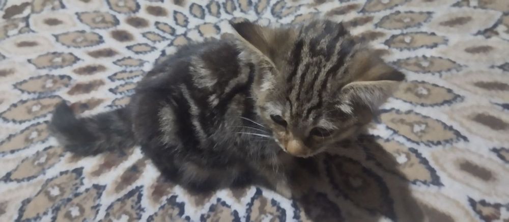 мушук сотлади. срочна