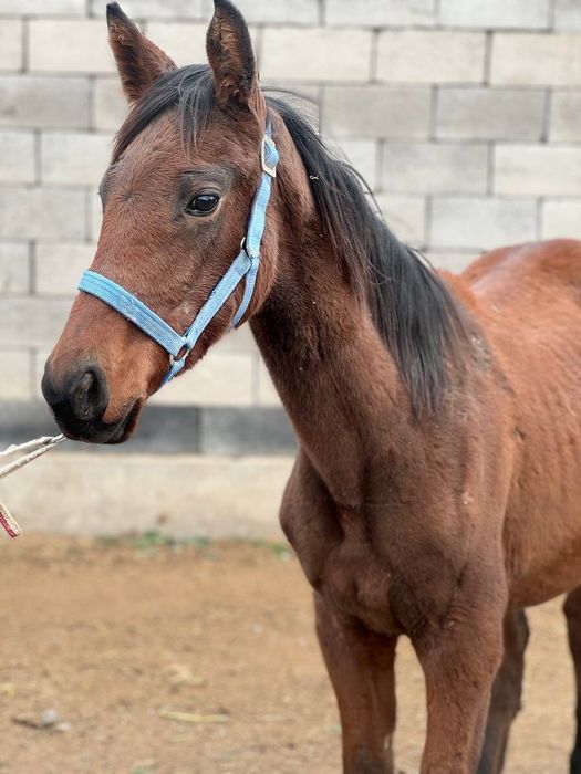 Продам английская чистакровная 7 месяц