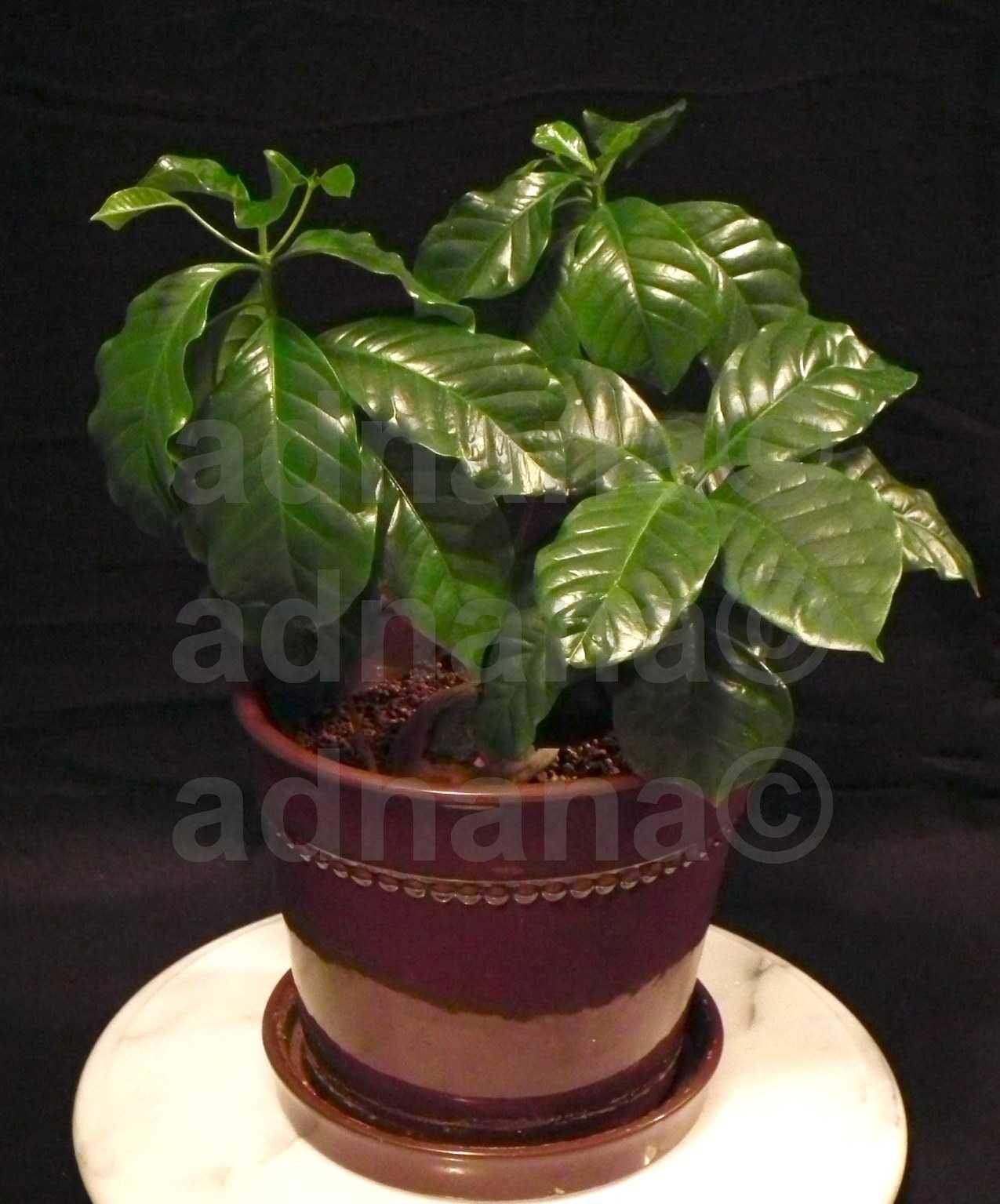 Plic 20 Seminte Arborele de cafea - Coffea arabica arabica