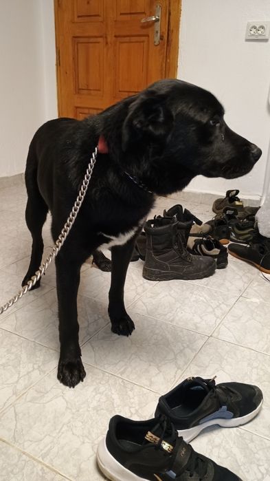 Немска овчарка/ Каракачанска овчарка на 11 месеца