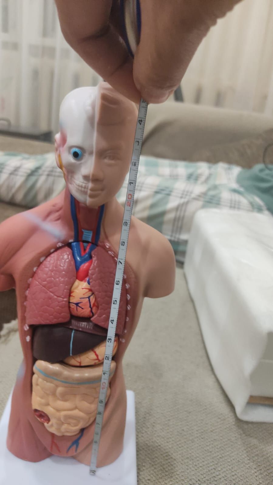 Макет человеческого тела со сьемными органами
