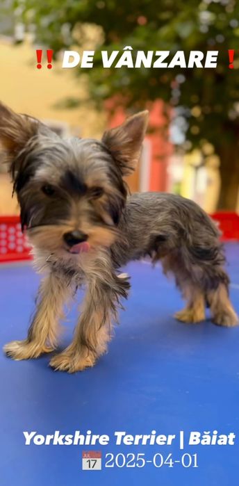 Vând cățel Yorkshire Terrien.