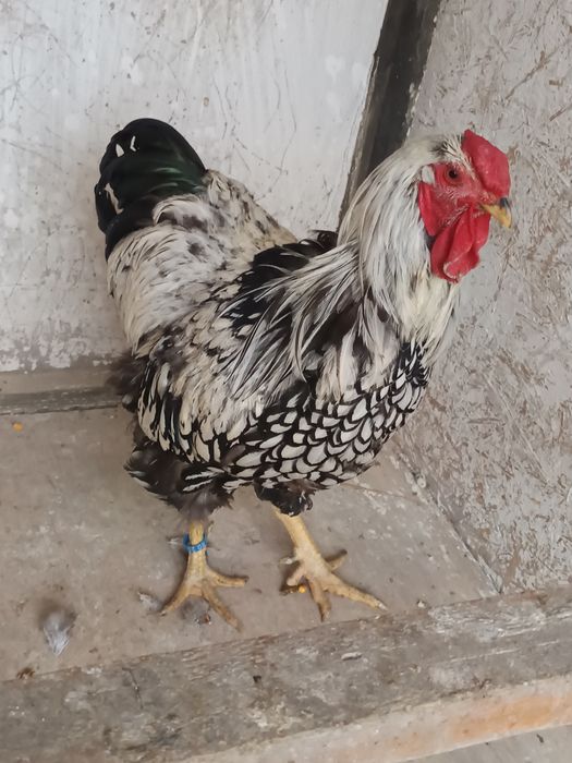 Cocoș Wyandotte Argintiu din Cluj Napoca caută o gospodărie