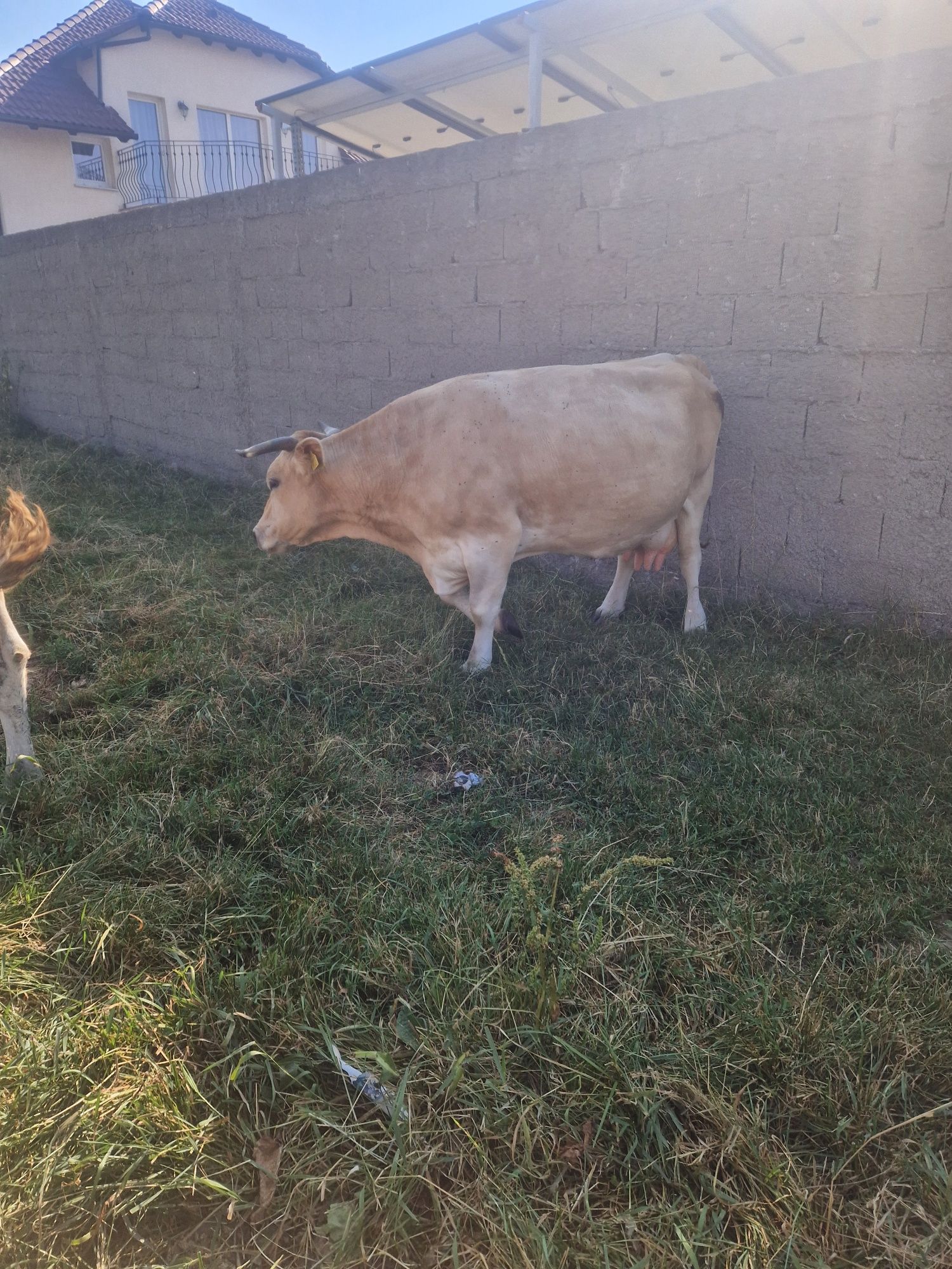 Vacă de vanzare bună de lapte sa fete într-o lună