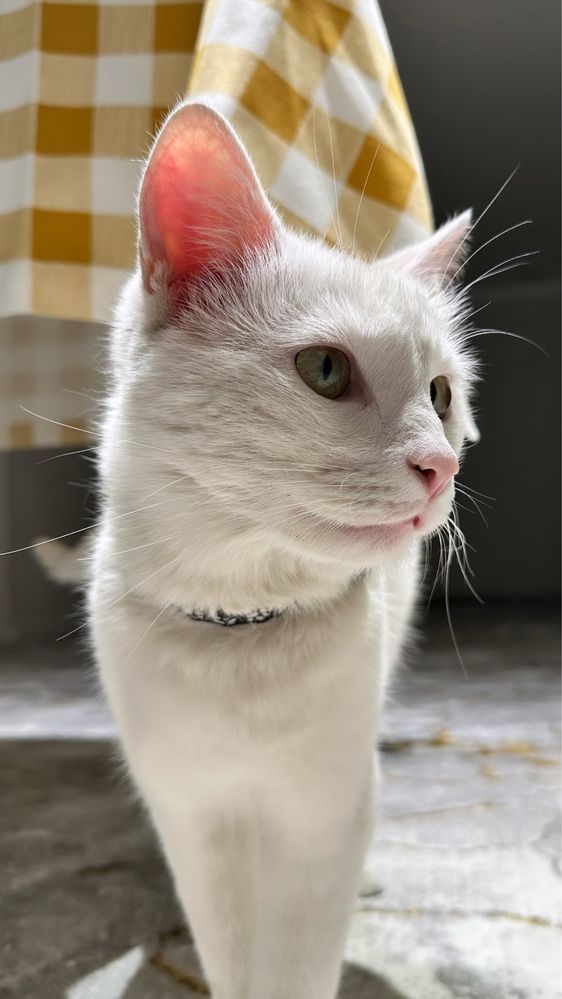 Отдам даром кота в хорошие руки