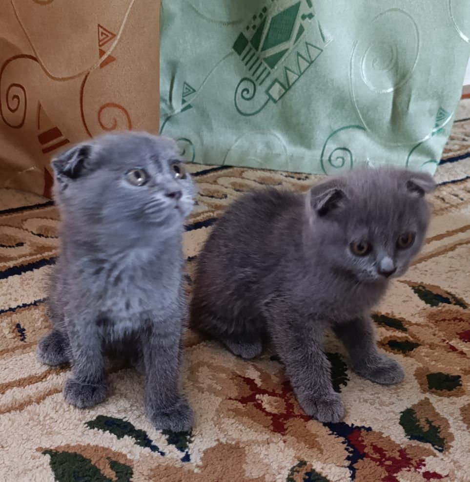 Mushukchalar sotiladi 2yarim oylik