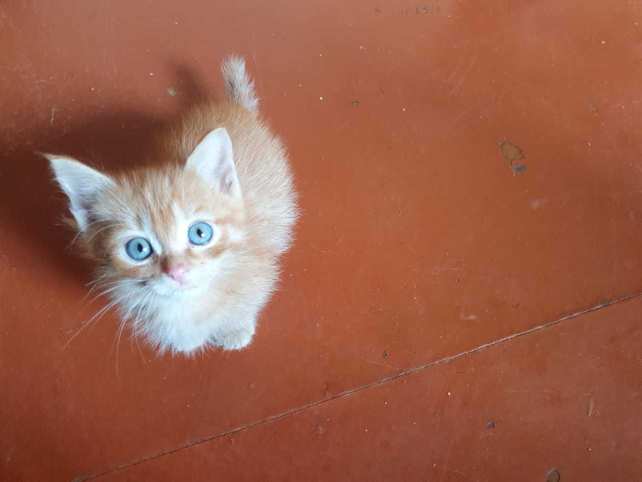 Котята домашние . Бесплатно .