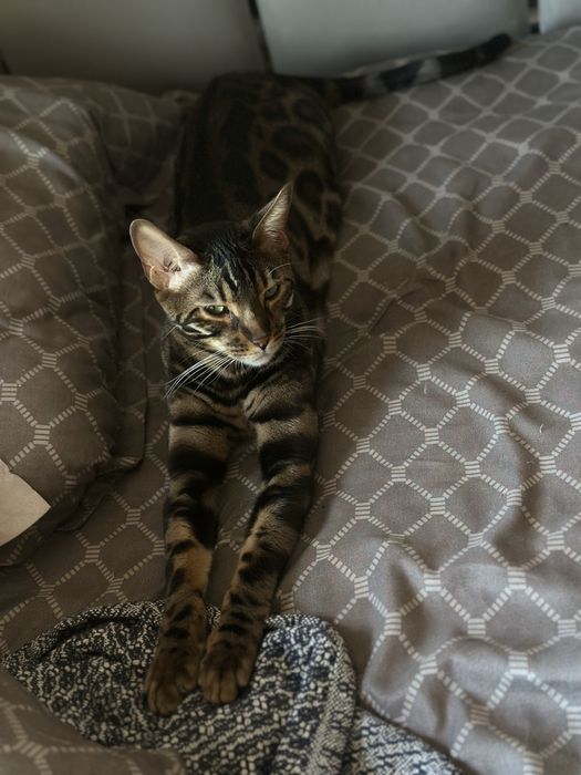 бенгал чистокровный  toza bengal