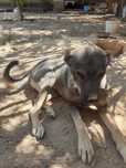 Kangal zotli kuchuk,urgochi,deyarli 1 yosh