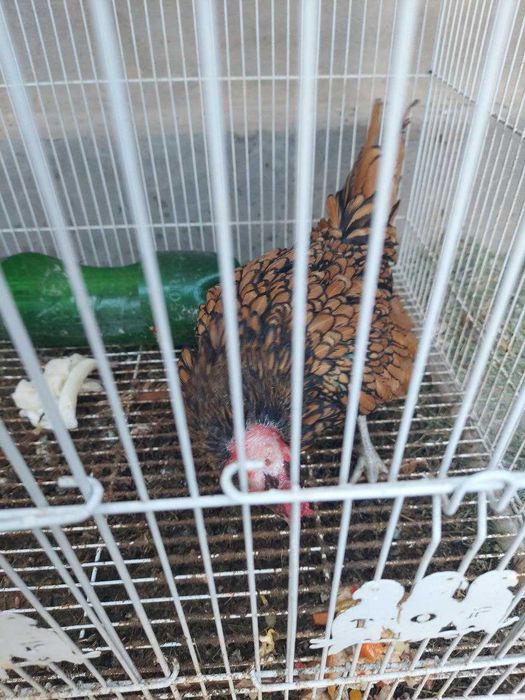 Zolotoy sibrayt jo'ja xo'rozchasi sotiladi