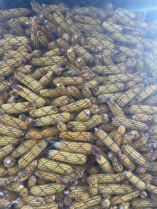 Vand Porumb stiulete