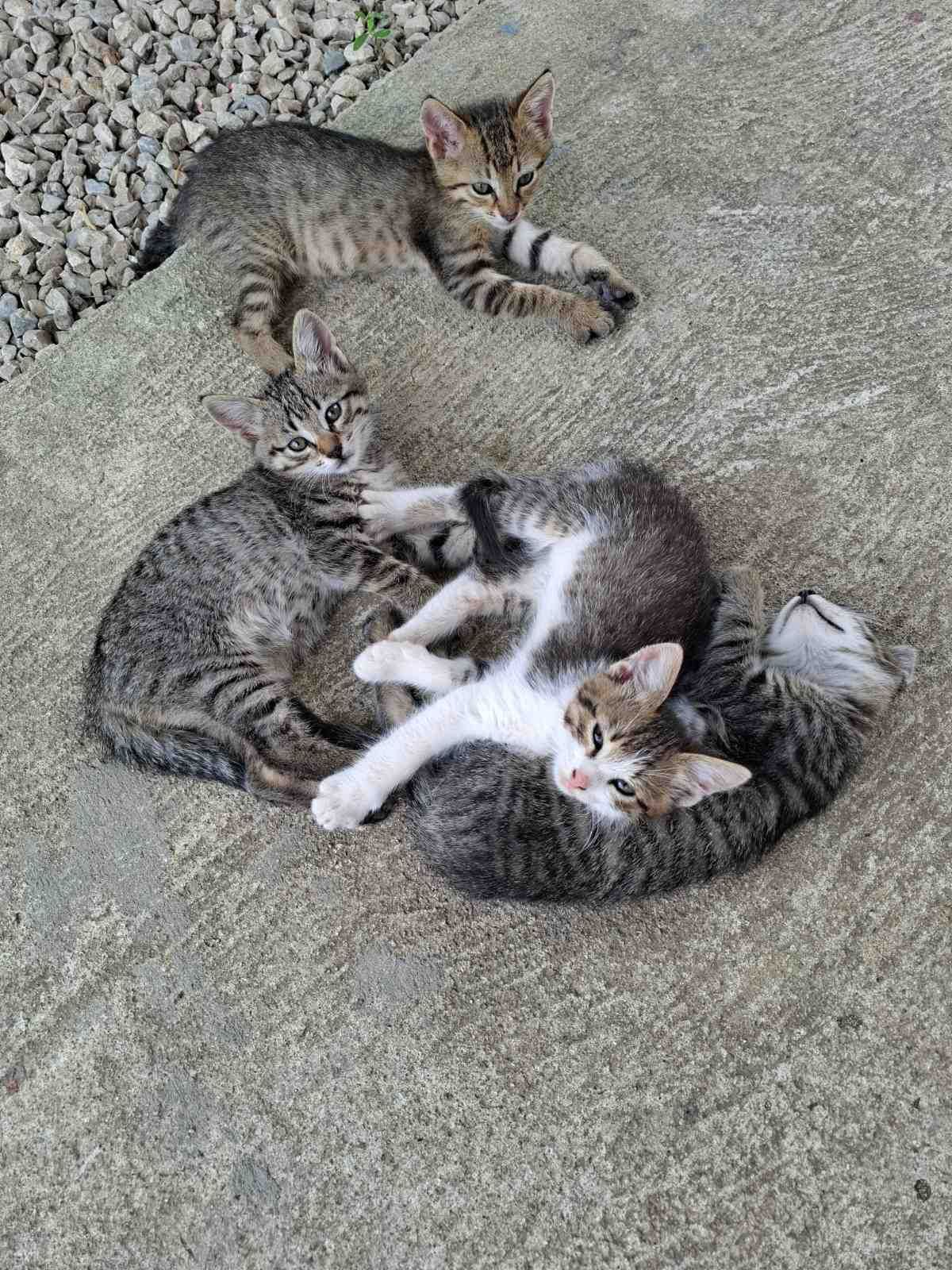 Подарявам котенца