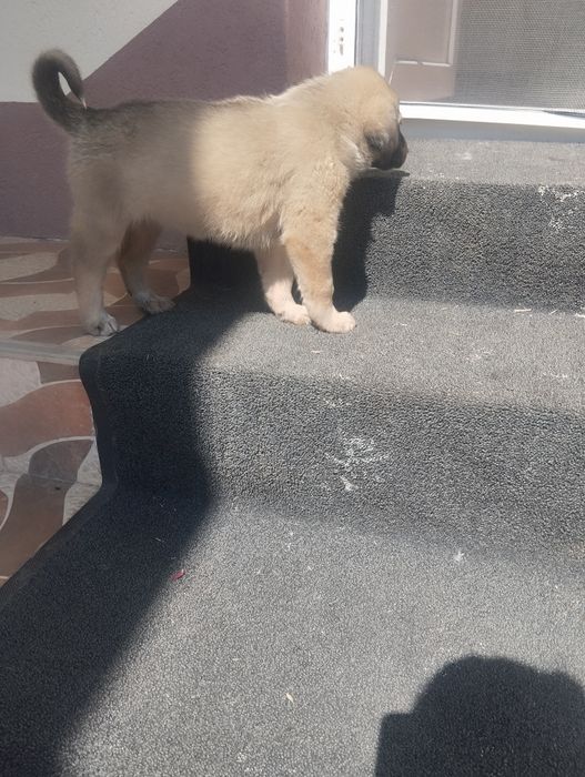 Femela de kangal disponibil pentru o noua casa cu pedigree tip A