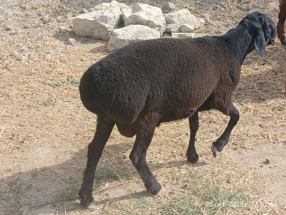 Qo'chqorlar sotiladi