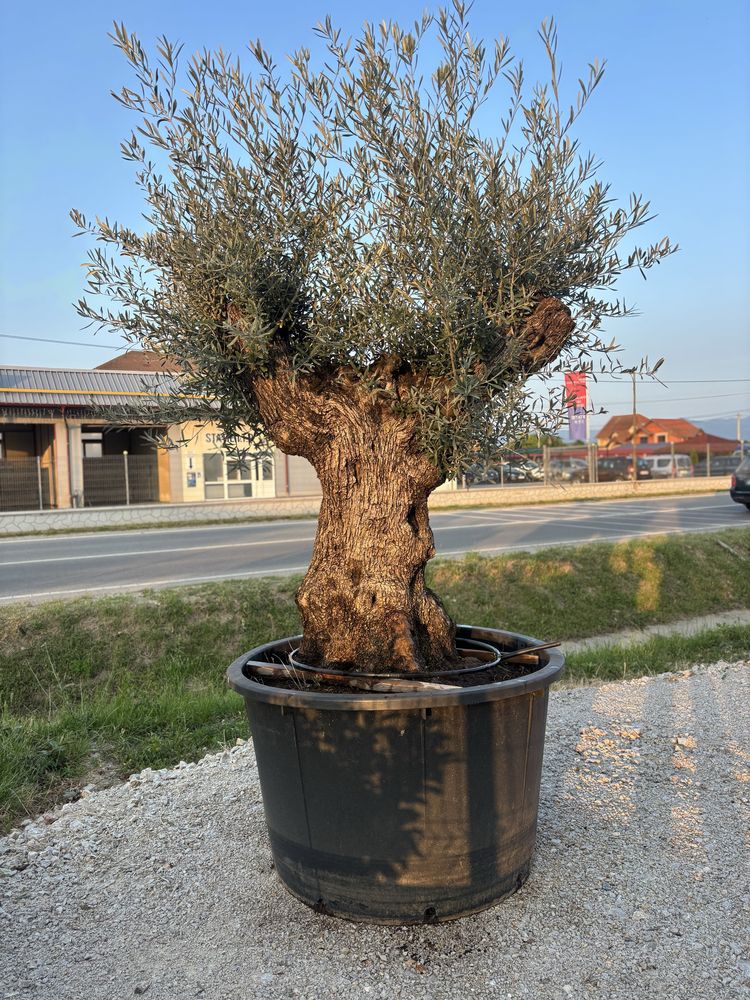 Maslini ornamentali‼️