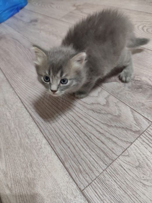 Котенок ищет любящий дом!