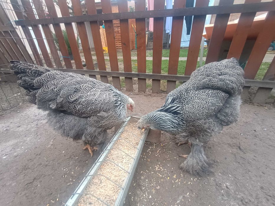 Brahma herminat inchis