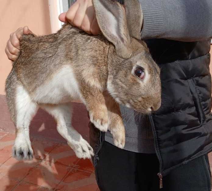 Большой породистый кролик Фландер.