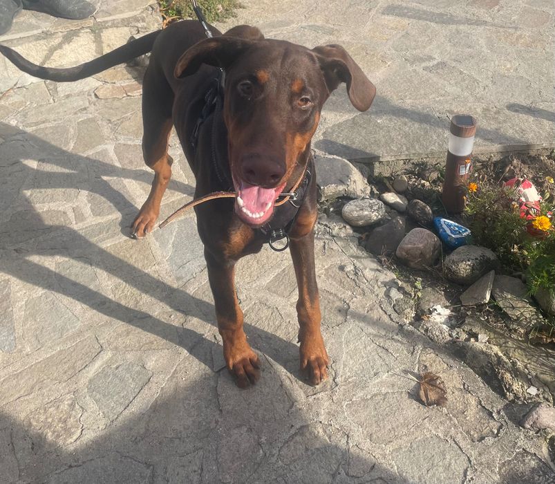 Доберман на 6 месеца