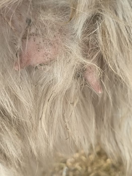 Echki sotiladi bugʻuz